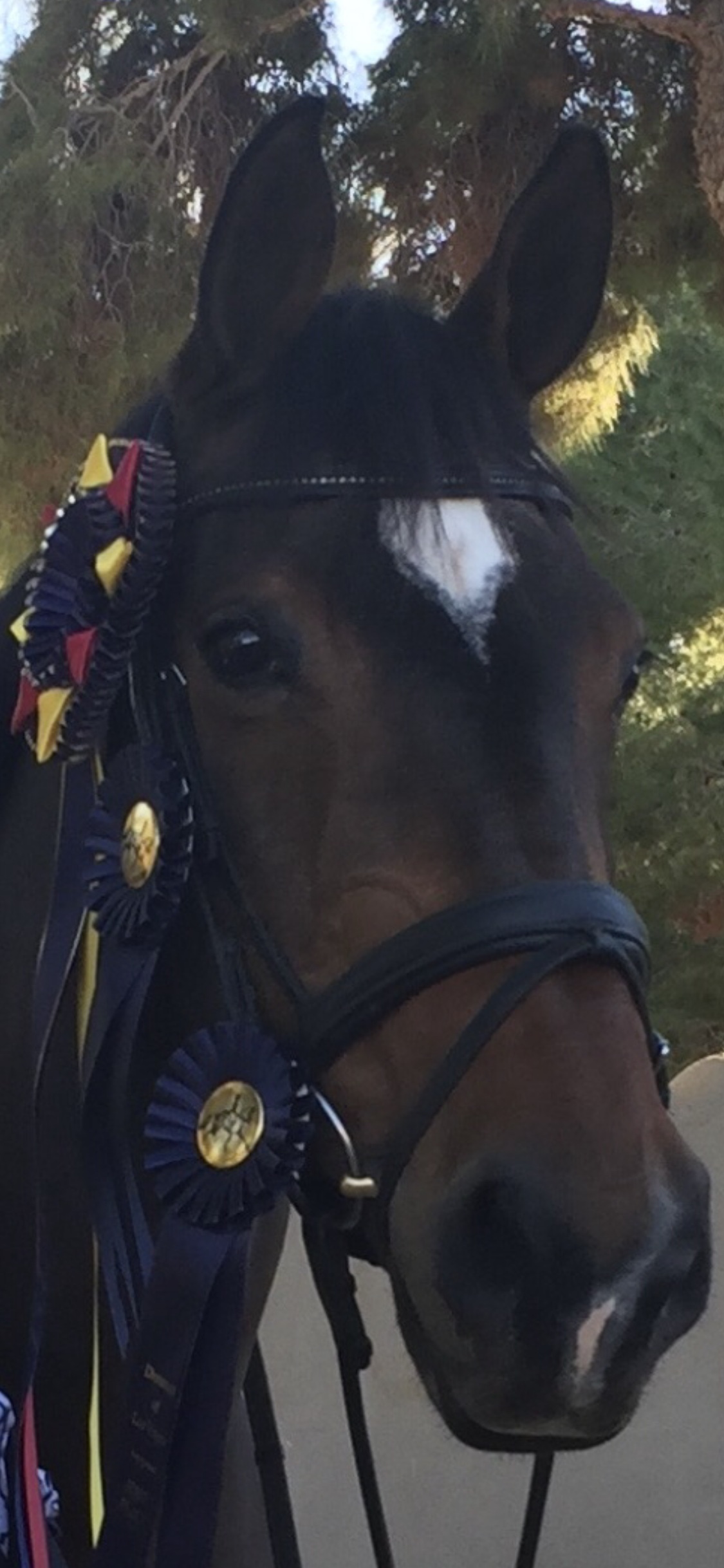 Champion horse with show ribbons